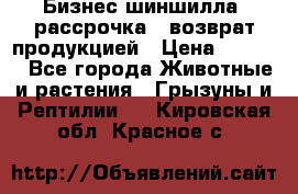 Бизнес шиншилла, рассрочка - возврат продукцией › Цена ­ 4 500 - Все города Животные и растения » Грызуны и Рептилии   . Кировская обл.,Красное с.